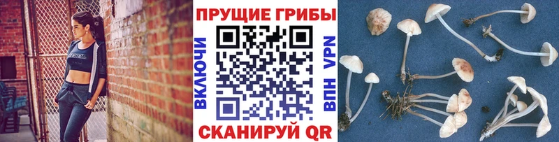 где продают наркотики  Каменка  Псилоцибиновые грибы Psilocybe 